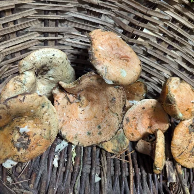 Recipe Image